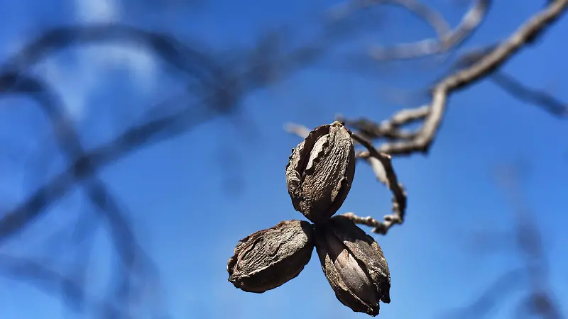Productores de nuez le apuestan a lo orgánico